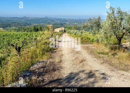 Weinberg im Chianti Region. Toskana Landschaft. Italien Stockfoto