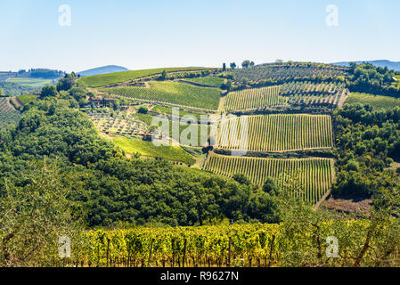 Weinberg in Passignano Chianti Region. Toskana Landschaft. Italien Stockfoto