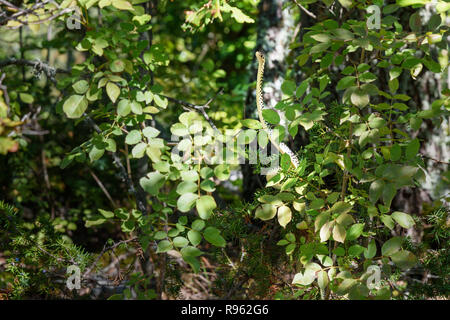 Kleine Grüne peitsche Schlange, Hierophis viridiflavus in Wald in der Region Chianti. Toskana. Italien Stockfoto