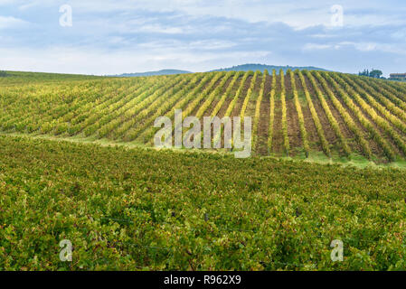 Weinberg im Chianti, in der Provinz von Siena. Toskana Landschaft. Italien Stockfoto