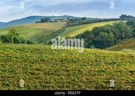 Weinberg im Chianti, in der Provinz von Siena. Toskana Landschaft. Italien Stockfoto