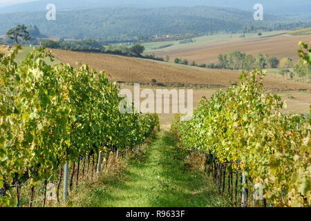 Weinberg im Chianti, in der Provinz von Siena. Toskana Landschaft. Italien Stockfoto