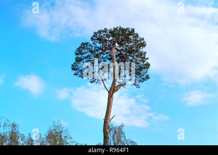 Oben auf einer Kiefer gegen den Himmel, oben auf eine Tanne gegen Wolken Stockfoto