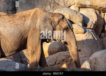 Afrikanische Savanne Elefant weiblichen Fuß unter den Felsen, Loxodonta Africana. Stockfoto