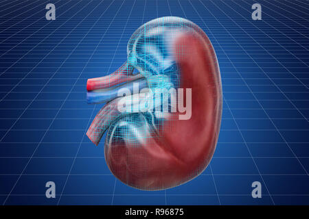 Visualisierung 3D-CAD-Modell der menschlichen Niere, 3D-Rendering Stockfoto