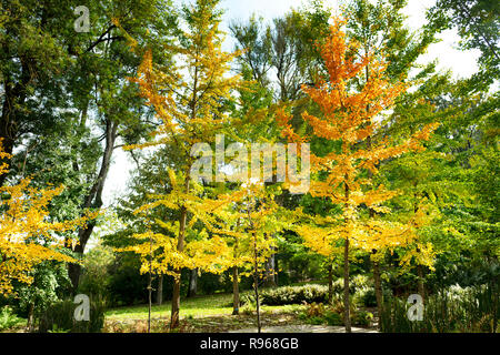 Les Jardins de Valloires in der Abbaye de Valloires in Argoules, Somme, Picardie, Frankreich Stockfoto