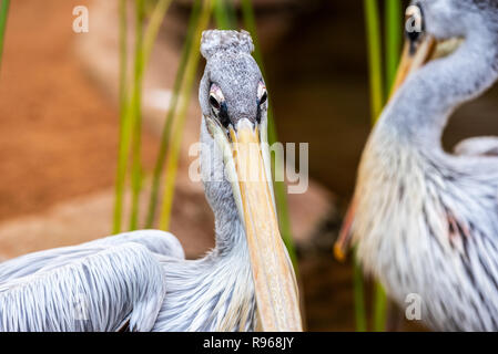 Paar rosa Pelikane in einem Teich. Pelecanus rufescens. Stockfoto