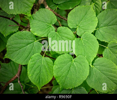 Gruppe der herzförmigen Blätter von kleinen-leaved Lime Tree Stockfoto