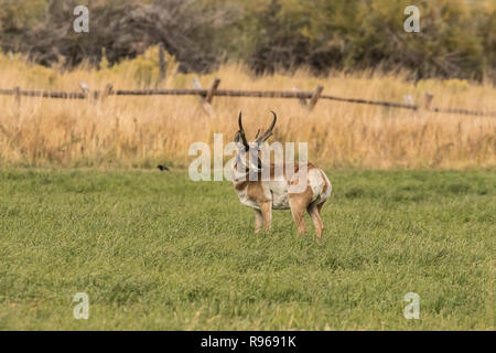 Zentrale Idaho Pronghorn Antilope Buck ICH Stockfoto