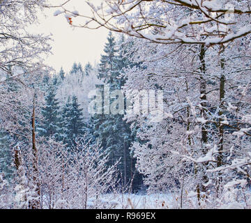 Stock Bild. Zweige von Bäumen und Sträuchern in rime Eis. Winter Wald landschaft. Stockfoto