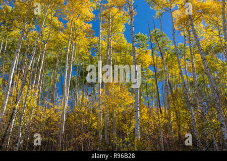 Einen bunten stand von golden Apsen Bäume aus Osten Dallas Road in der Uncompaghre National Forest in der Nähe von Woodford, Colorado. Stockfoto