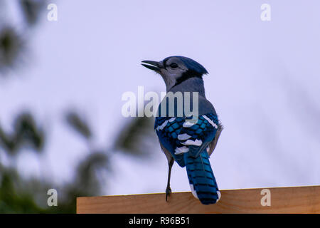 Bluejay thront auf Zaun Stockfoto