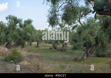 Alte Ölbäume (Olea europaea) Olive Hof in der Nähe von Ostuni, Apulien (Puglia), Süditalien Stockfoto