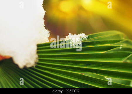 Schneeflocken in der Nähe von Palm Leaf Stockfoto