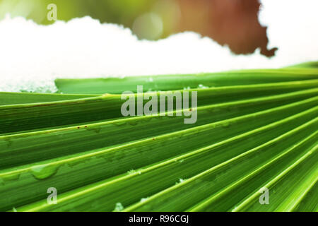 Palm Leaf schließen oben mit Lichtstrahlen und Schnee im Hintergrund Stockfoto
