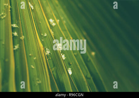 Palm Leaf Nahaufnahme mit Schneeflocken und Wassertropfen Stockfoto