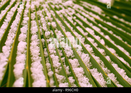Schneeflocken auf einem Palm Leaf Nahaufnahme Stockfoto
