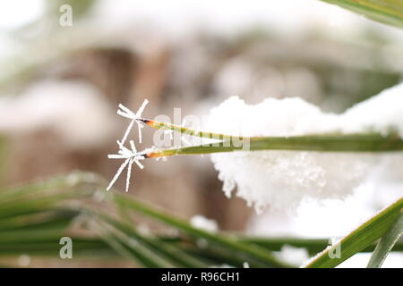 Palm Leaf im Schnee mit gefrorenen Kanten abgedeckt Stockfoto