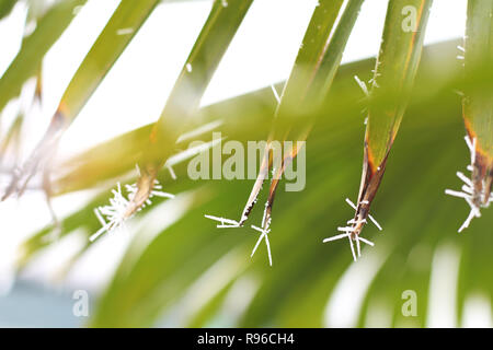 Gefrorene Palm Blätter in das Licht Stockfoto