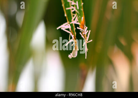 Gefrorene palm leaf Nahaufnahme Stockfoto
