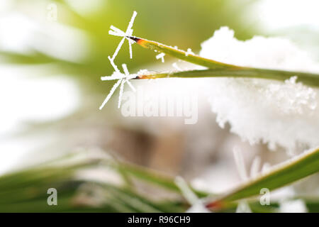 Gefrorene palm leaf Kanten teilweise mit Schnee bedeckt Stockfoto