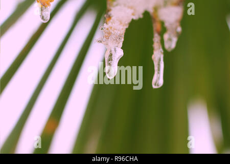 Eis und Schnee in der Nähe Auflegen von einem Palm Leaf Stockfoto