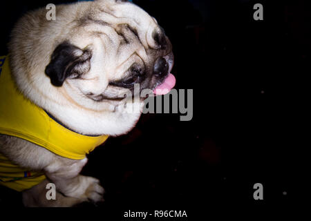 Ein süßes Rehkitz farbige Französische Bulldogge auf schwarzem Hintergrund. Welpen der Französischen Bulldogge sitzt auf Ihr Gesäß und blickte nach unten. Studio gedreht. Kopieren Sie Platz. Stockfoto