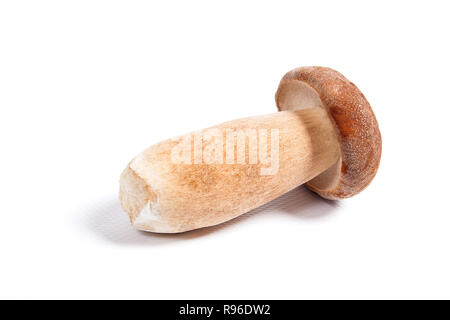 Im Herbst erstaunliche genießbare Pilz Boletus Edulis (king bolete) als Porcini-pilzen auf weißem Hintergrund bekannt geerntet. Stockfoto