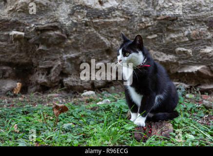 Eine schwarze Hauskatze mit weißem Gesicht, Bauch und Pfoten und einem Katzenhalsband um den Hals. Stockfoto