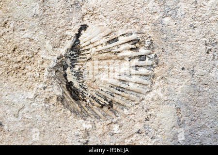 Sea Shell in Kalkstein in der Heiligen Dreifaltigkeit Statue in Sopron, Ungarn gebaut. Der Stein wurde vor 15 Millionen Jahren gebildet. Stockfoto