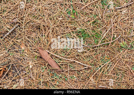 Giant Redwood sequoiadendron giganteum leaf-Wurf auf den Boden. Textur der Gefallenen immergrünen Blätter im Herbst/Herbst. Stockfoto