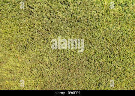 Northern White - Zeder (Thuja occidentalis) Hecke Hintergrund Textur. Stockfoto