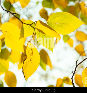 Goldene Papier Broussonetia papyrifera Mulberry Blätter auf einem Zweig im Herbst. Stockfoto