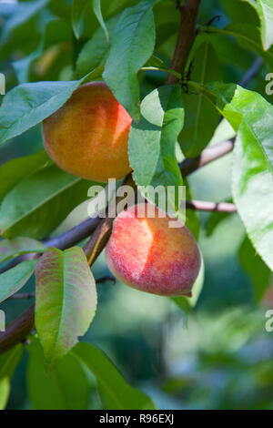 Reife Pfirsiche auf Ast. Nahaufnahme der Pfirsiche wachsen auf Peach tree Ast mit Blätter unter Sonnenlicht. Stockfoto