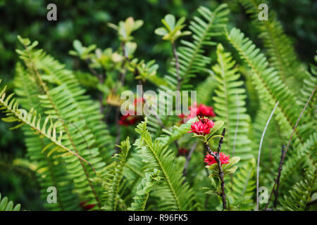 Diese einzigartige Anlage Foto zeigt eine rote Blume mit vielen saftig grünen Blättern. Das Bild wurde in Hua Hin in Thailand aufgenommen Stockfoto