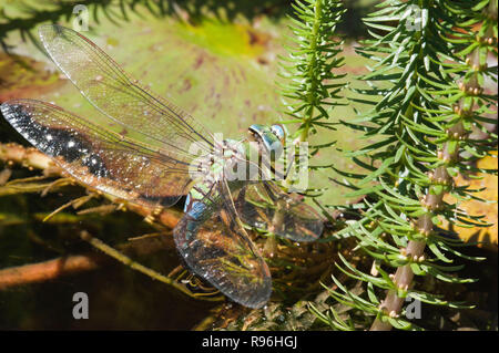 BT9 TF0 weibliche Kaiser dragonfly Anax imperator gezeigt, Eier zu legen, die in einem Teich South East England Stockfoto