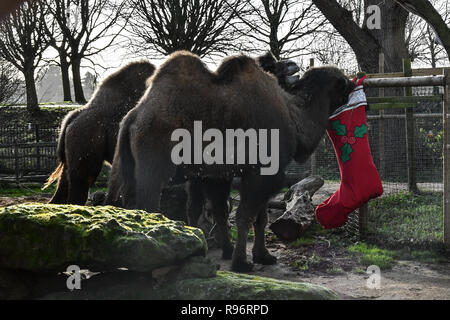 London, Großbritannien. 201Th Dez, 2018. Löwen, Gorillas und Kamele genießen festliche Leckereien Advent- Maßnahmen dieses Weihnachten im ZSL London Zoo am 20. Dezember 2018, London, UK. Bild Capital/Alamy leben Nachrichten Stockfoto