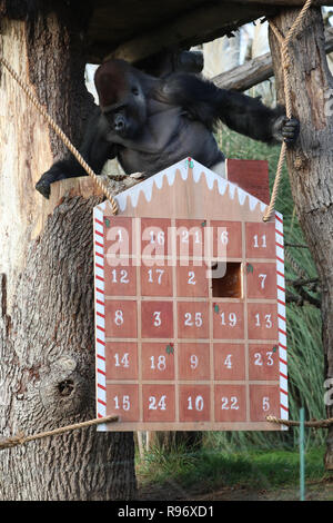 London, Großbritannien. 20 Dez, 2018. Ein Gorilla genießt die Leckereien in einen riesigen Adventskalender während einer "tierische Abenteuer dieses Weihnachten' Fotoshooting an der Zoologischen Gesellschaft von London (ZSL) London Zoo, in London, Großbritannien, am Dez. 20, 2018. Zoowärter der ZSL London Zoo bereit einige saisonale Überraschungen für die Bewohner des Zoo am Donnerstag zu genießen. Credit: Isabel Infantes/Xinhua/Alamy leben Nachrichten Stockfoto