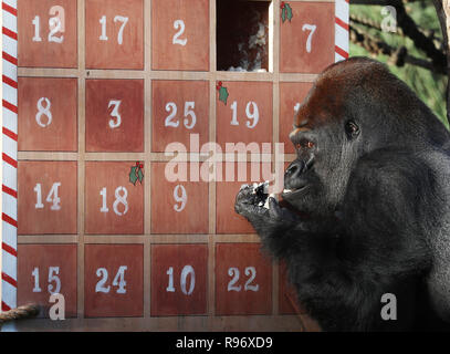 London, Großbritannien. 20 Dez, 2018. Ein Gorilla genießt die Leckereien in einen riesigen Adventskalender während einer "tierische Abenteuer dieses Weihnachten' Fotoshooting an der Zoologischen Gesellschaft von London (ZSL) London Zoo, in London, Großbritannien, am Dez. 20, 2018. Zoowärter der ZSL London Zoo bereit einige saisonale Überraschungen für die Bewohner des Zoo am Donnerstag zu genießen. Credit: Isabel Infantes/Xinhua/Alamy leben Nachrichten Stockfoto