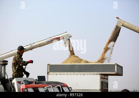 (181221) - Peking, 21. Dez., 2018 (Xinhua) - Geernteten Reiskörner werden an einen Traktor in Chahe Stadt Huai'an, der ostchinesischen Provinz Jiangsu, Nov. 13, 2018. China hat eine hervorragende Verschiebung in der Art und Weise der Landwirtschaft mit der Mechanisierung in der Landwirtschaft von mehr als 66 Prozent im Jahr 2017, ein Beamter mit dem Ministerium für Landwirtschaft und ländliche Angelegenheiten sagte Mittwoch gesehen. China verfügt derzeit über mehr als 2.500 landwirtschaftliche Maschinen Unternehmen, und die landwirtschaftliche Produktion des Landes ist nun vor allem mit landwirtschaftlichen Maschinen, ersetzen vorherige manuelle Arbeit abgeschlossen, Zhang Taolin, Vice Stockfoto