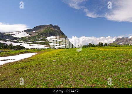 Gletscher Lilien am Logan Pass im Glacier National Park Stockfoto