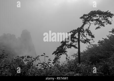 Windblown Huangshan Kiefer in den Nebeln, Huangshan, Anhui, China Stockfoto