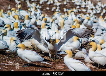 Brütende Vögel und Zugvögel in die Insel Bonaventure in Perce Quebec Kanada Stockfoto