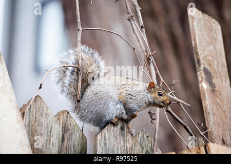 Östlichen Grauhörnchen Sciurus carolinensis, oder stehen in einem städtischen Gebiet von Montreal, Quebec, Kanada. Auch als graue Eichhörnchen genannt, es ist eines der Mo Stockfoto