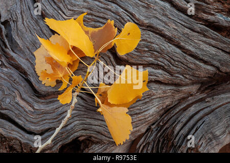 Cottonwood Blätter auf Baumstamm im Herbst, Arches National Park, Utah Stockfoto