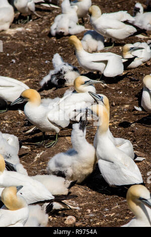 Brütende Vögel und Zugvögel in die Insel Bonaventure in Perce Quebec Kanada Stockfoto