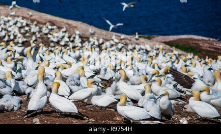 Brütende Vögel und Zugvögel in die Insel Bonaventure in Perce Quebec Kanada Stockfoto