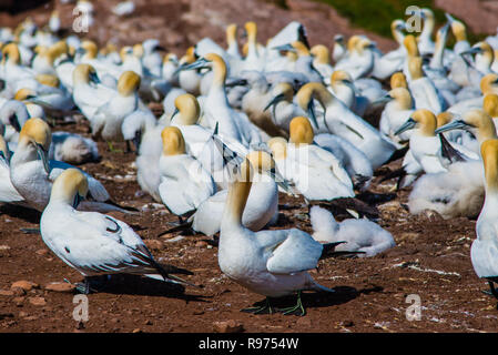 Brütende Vögel und Zugvögel in die Insel Bonaventure in Perce Quebec Kanada Stockfoto