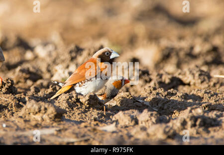 Chestnut Fink, Lonchura castaneothorax, in der Nähe von Mount Isa, westlichen Queensland. Auch als buly Vogel, Kastanie-breasted Mannikin bekannt. Stockfoto