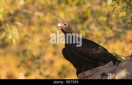 Ein wedge-tailed eagle, Aquila Audax, auf einem Felsen im Outback westlichen Queensland Australien gehockt Stockfoto